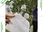 Túi Vải Không Dệt Bọc Trái Cây 